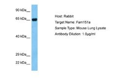 FAM151A Rabbit anti-Mouse, Polyclonal, Novus Biologicals 0.1 mL | Buy Online | Novus Biologicals | Fisher Scientific